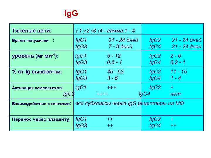 Ig. G Тяжелые цепи: g 1 g 2 g 3 g 4 - гамма