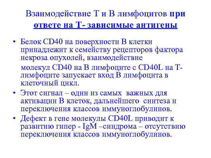 Взаимодействие Т и В лимфоцитов при ответе на Т- зависимые антигены • Белок CD