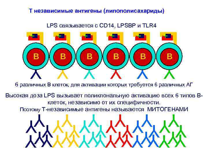 T независимые антигены (липополисахариды) LPS связывается с CD 14, LPSBP и TLR 4 B