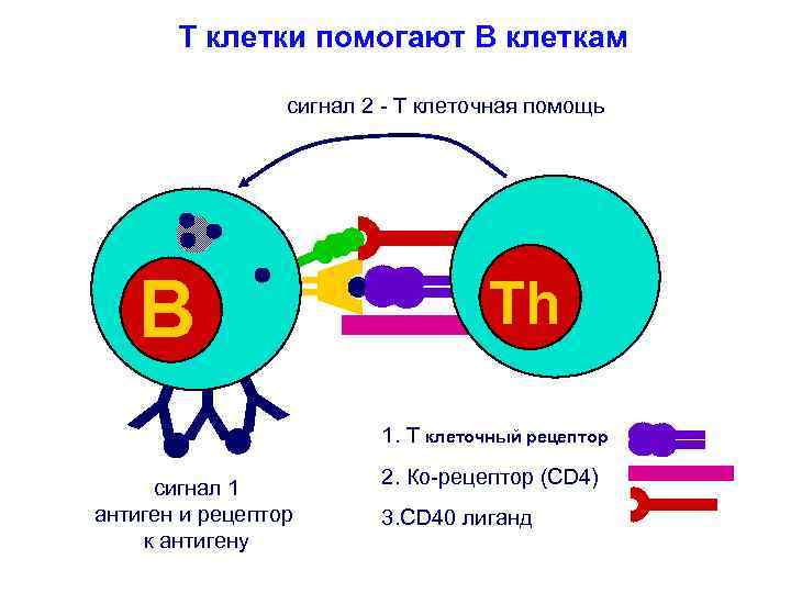 T клетки помогают B клеткам сигнал 2 - T клеточная помощь B YYY сигнал