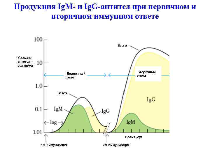 Продукция Ig. M- и Ig. G-антител при первичном и вторичном иммунном ответе Всего Уровень