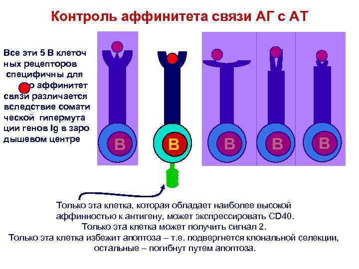 Контроль аффинитета связи АГ с АТ Все эти 5 В клеточ ных рецепторов специфичны