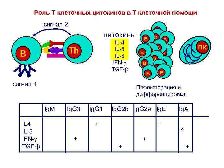 Роль T клеточных цитокинов в T клеточной помощи сигнал 2 цитокины IL-4 IL-5 IL-6