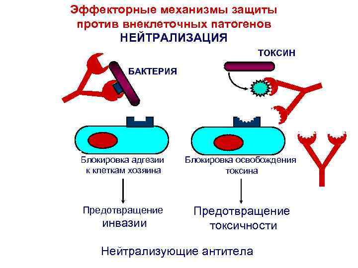 Эффекторные механизмы защиты против внеклеточных патогенов НЕЙТРАЛИЗАЦИЯ ТОКСИН ` ` ` Y БАКТЕРИЯ `