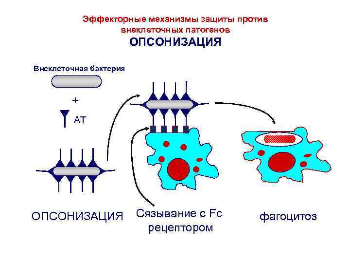Эффекторные механизмы защиты против внеклеточных патогенов ОПСОНИЗАЦИЯ Внеклеточная бактерия + АТ ОПСОНИЗАЦИЯ Сязывание с