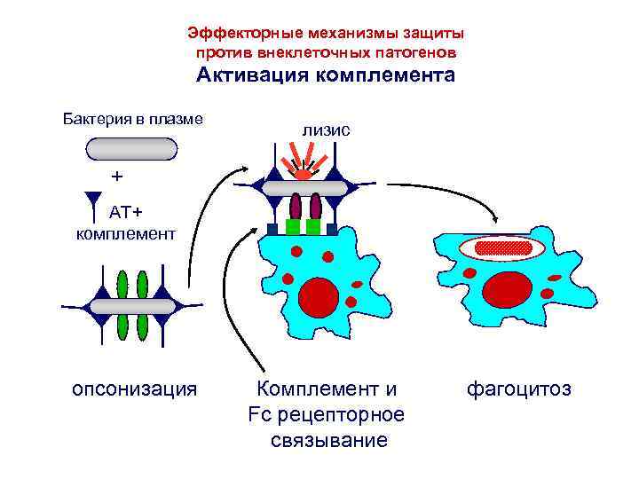 Эффекторные механизмы защиты против внеклеточных патогенов Активация комплемента Бактерия в плазме лизис + АТ+