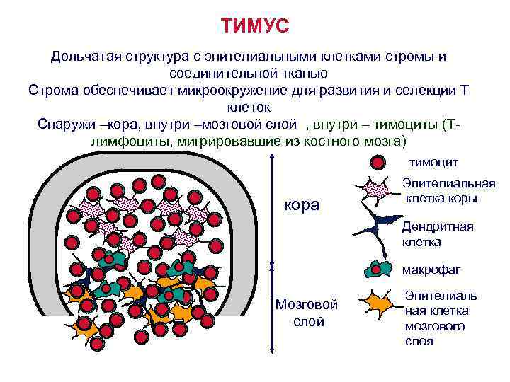 Рисунок тимуса иммунология