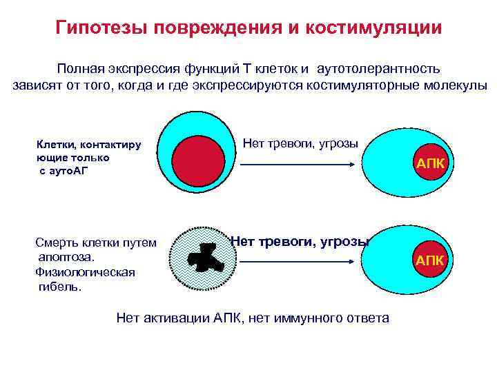 Гипотезы повреждения и костимуляции Полная экспрессия функций Т клеток и аутотолерантность зависят от того,