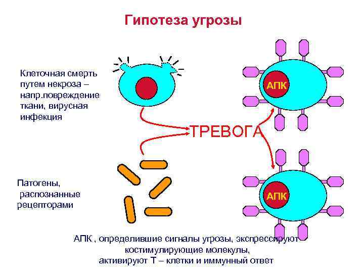 Гипотеза угрозы Клеточная смерть путем некроза – напр. повреждение ткани, вирусная инфекция АПК ТРЕВОГА