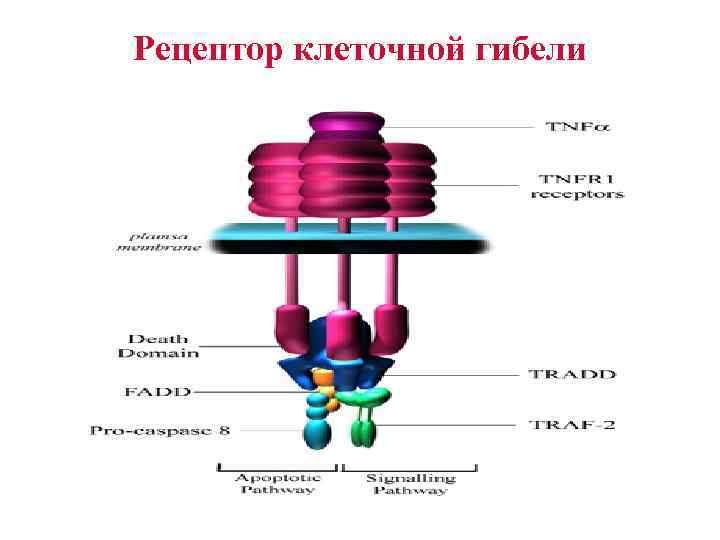 Рецептор клеточной гибели 