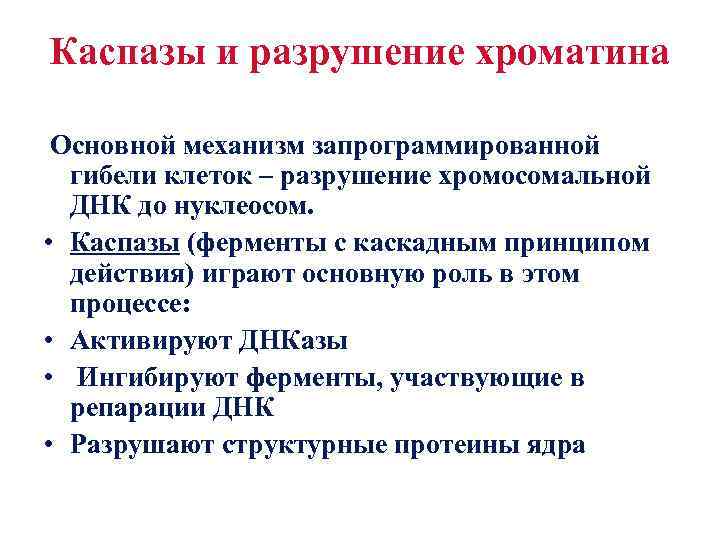 Каспазы и разрушение хроматина Основной механизм запрограммированной гибели клеток – разрушение хромосомальной ДНК до