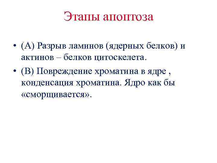 Этапы апоптоза • (A) Разрыв ламинов (ядерных белков) и актинов – белков цитоскелета. •
