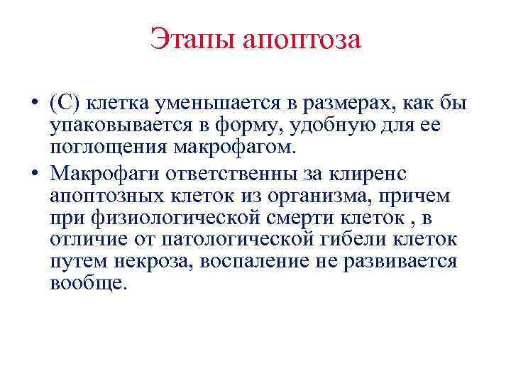 Этапы апоптоза • (C) клетка уменьшается в размерах, как бы упаковывается в форму, удобную