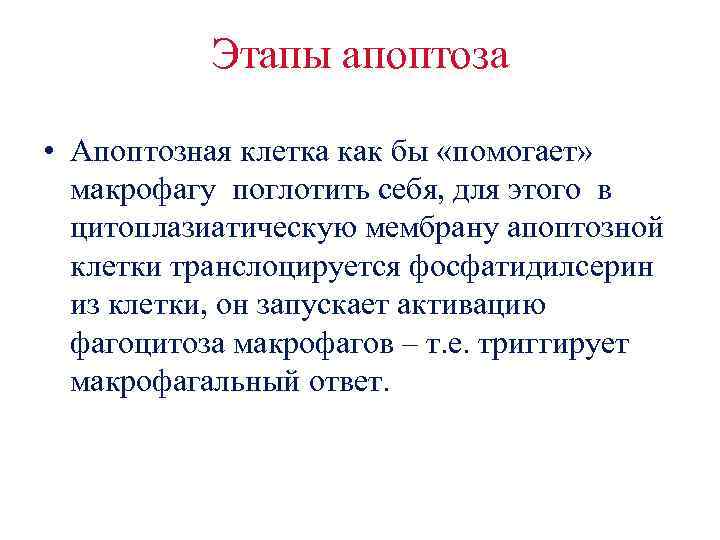 Этапы апоптоза • Апоптозная клетка как бы «помогает» макрофагу поглотить себя, для этого в