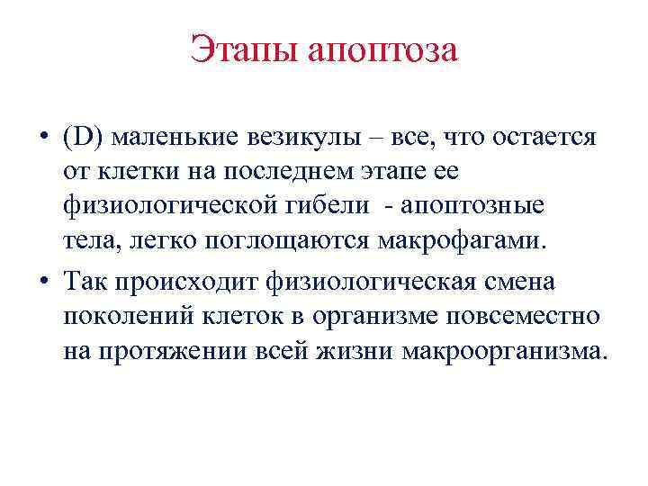 Этапы апоптоза • (D) маленькие везикулы – все, что остается от клетки на последнем