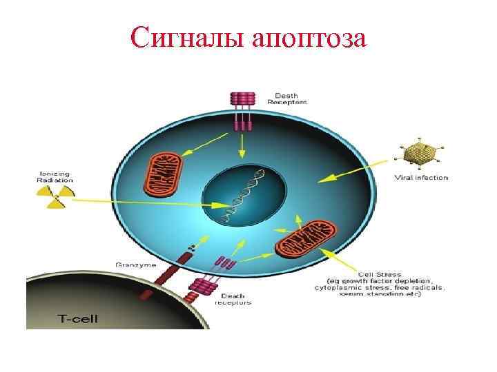Сигналы апоптоза 