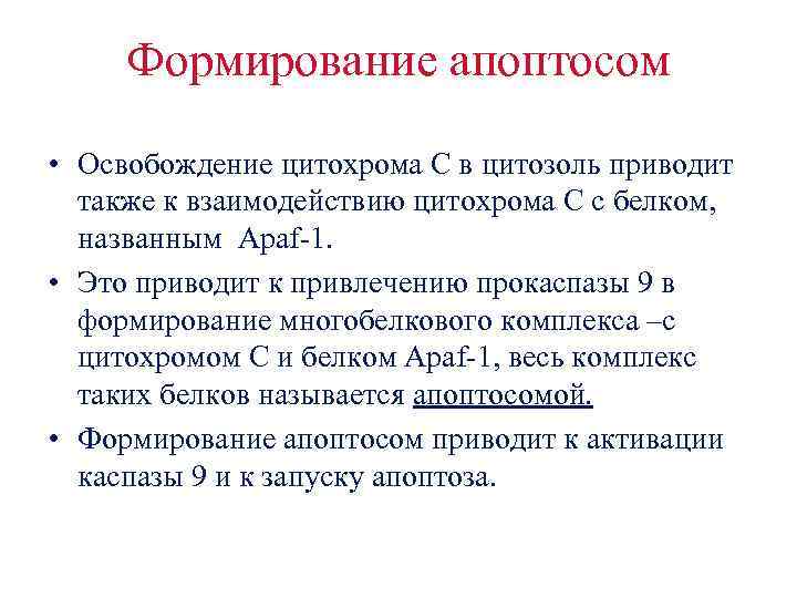 Формирование апоптосом • Освобождение цитохрома С в цитозоль приводит также к взаимодействию цитохрома С