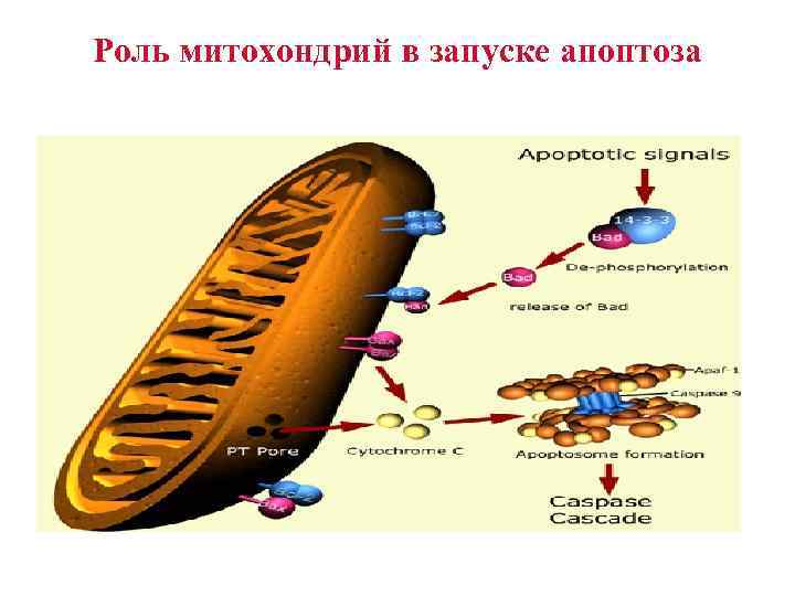 Роль митохондрий в запуске апоптоза 