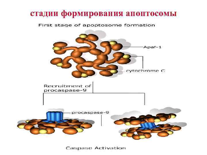 стадии формирования апоптосомы 