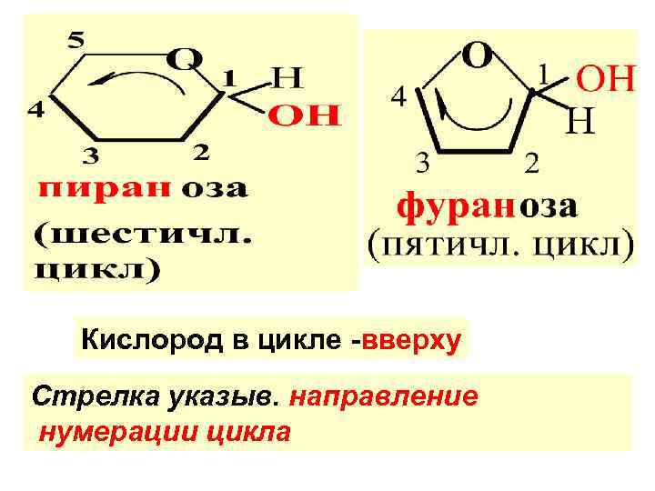 Кислород в цикле -вверху Стрелка указыв. направление нумерации цикла 