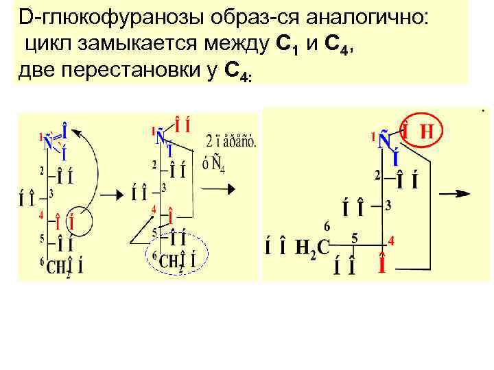 D-глюкофуранозы образ-ся аналогично: цикл замыкается между С 1 и С 4, две перестановки у