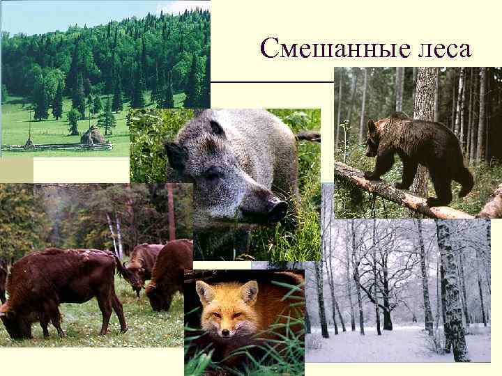Смешанные леса 