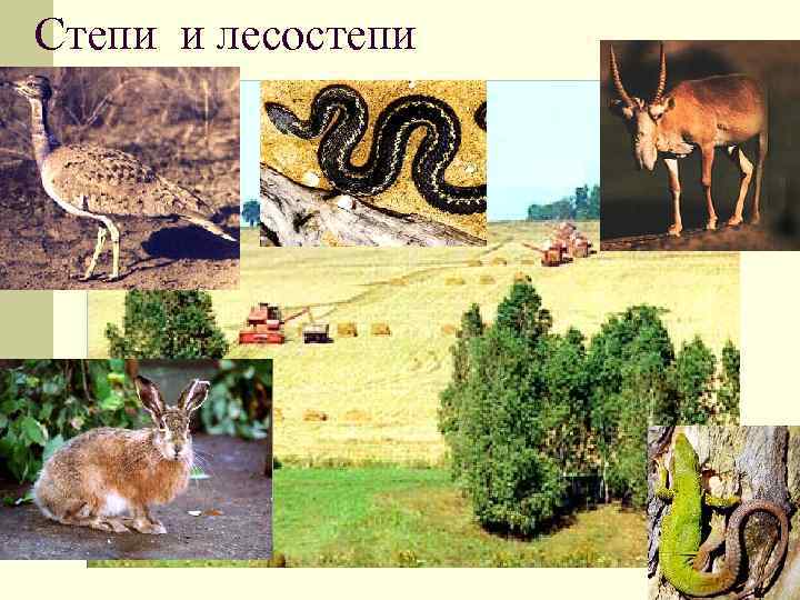 Степи и лесостепи 