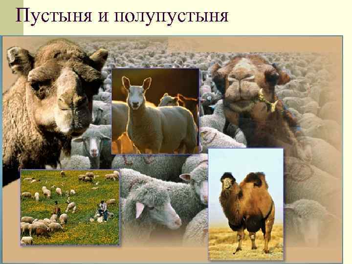 Пустыня и полупустыня 