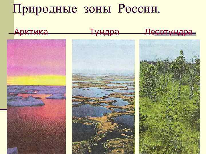 Природные зоны России. Арктика Тундра Лесотундра 