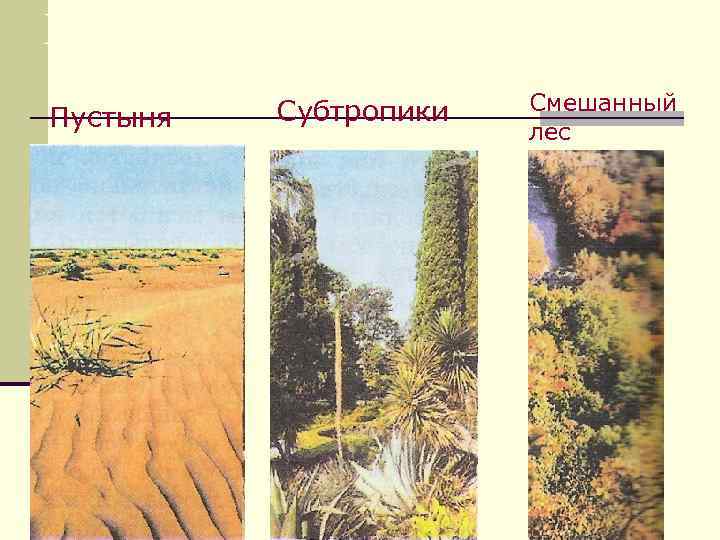 Природные зоны России. Пустыня Субтропики Смешанный лес 