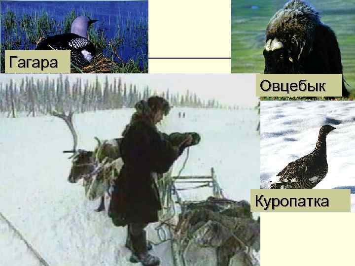 Тундра Гагара Овцебык Куропатка 