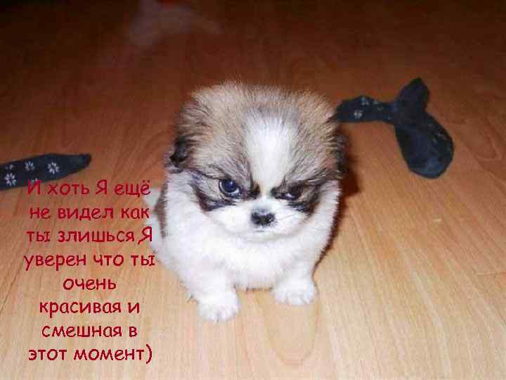 И хоть Я ещё не видел как ты злишься, Я уверен что ты очень