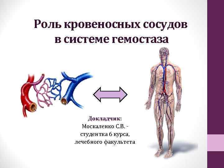 Роль кровеносных сосудов в системе гемостаза Докладчик: Москаленко С. В. _ студентка 6 курса,