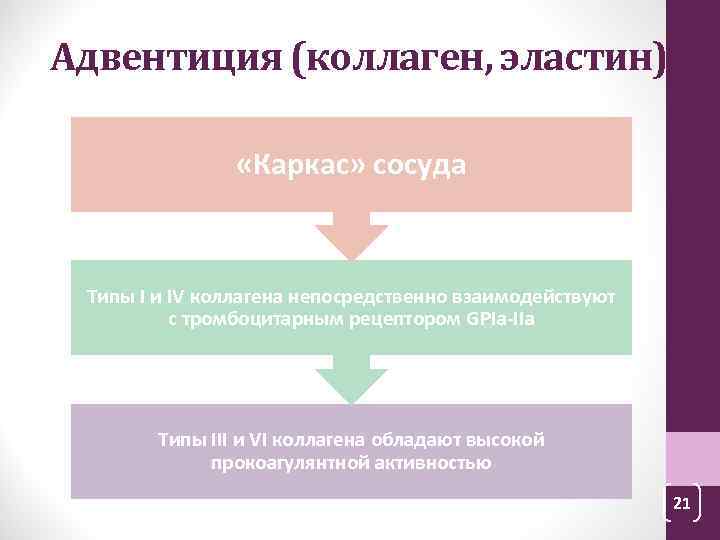 Адвентиция (коллаген, эластин) «Каркас» сосуда Типы I и IV коллагена непосредственно взаимодействуют с тромбоцитарным