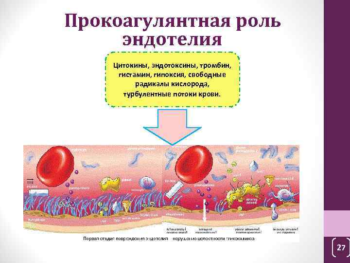 Состояние сосудистой стенки в норме