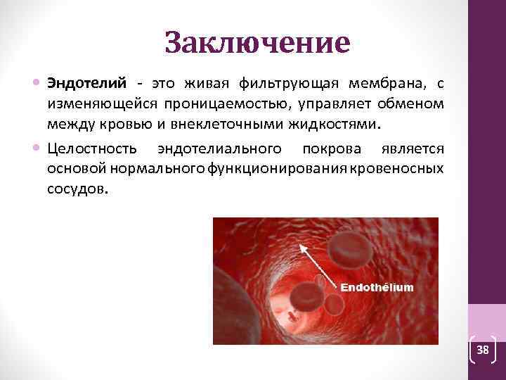 Заключение Эндотелий - это живая фильтрующая мембрана, с изменяющейся проницаемостью, управляет обменом между кровью