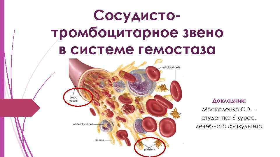 Сосудистотромбоцитарное звено в системе гемостаза Докладчик: Москаленко С. В. _ студентка 6 курса, лечебного