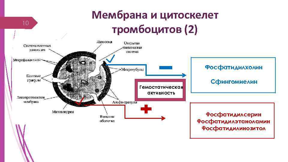 10 Мембрана и цитоскелет тромбоцитов (2) Фосфатидилхолин Гемостатическая активность Сфингомиелин Фосфатидилсерин Фосфатидилэтаноламин Фосфатидилинозитол 