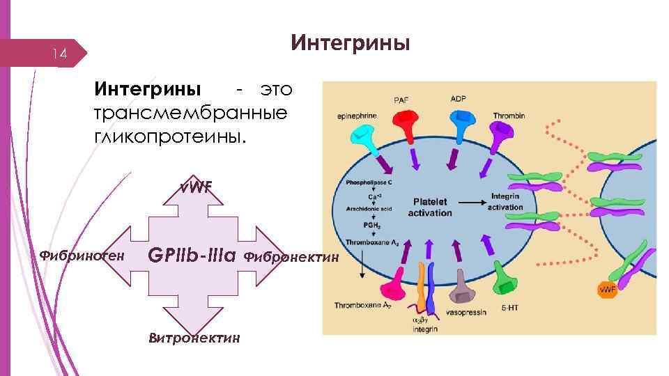 белки клеточной адгезии. интегрины. интегрины рецепторы. строение и функции интегрина. интегрины иммунология.