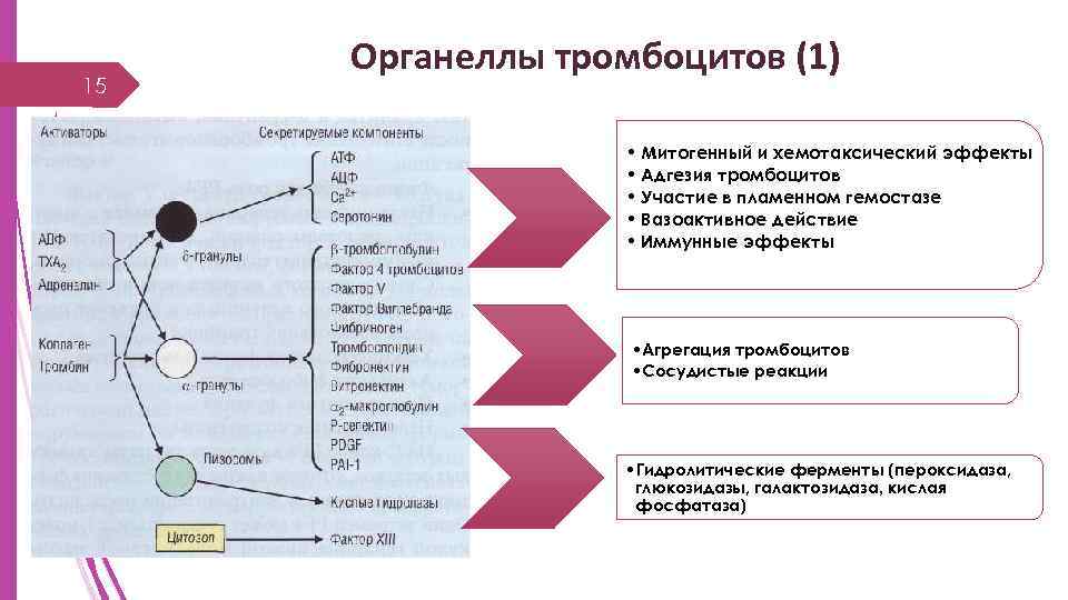 15 Органеллы тромбоцитов (1) • Митогенный и хемотаксический эффекты • Адгезия тромбоцитов • Участие
