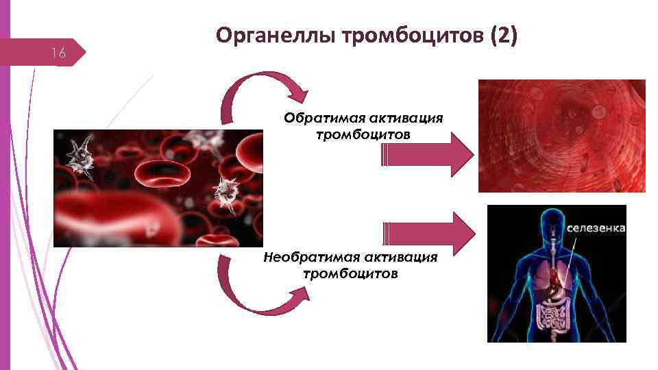 16 Органеллы тромбоцитов (2) Обратимая активация тромбоцитов Необратимая активация тромбоцитов 