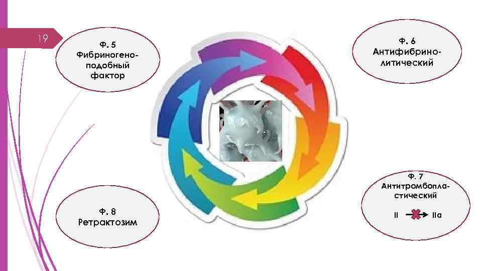 19 Ф. 5 Фибриногеноподобный фактор Ф. 6 Антифибринолитический Ф. 7 Антитромбопластический Ф. 8 Ретрактозим