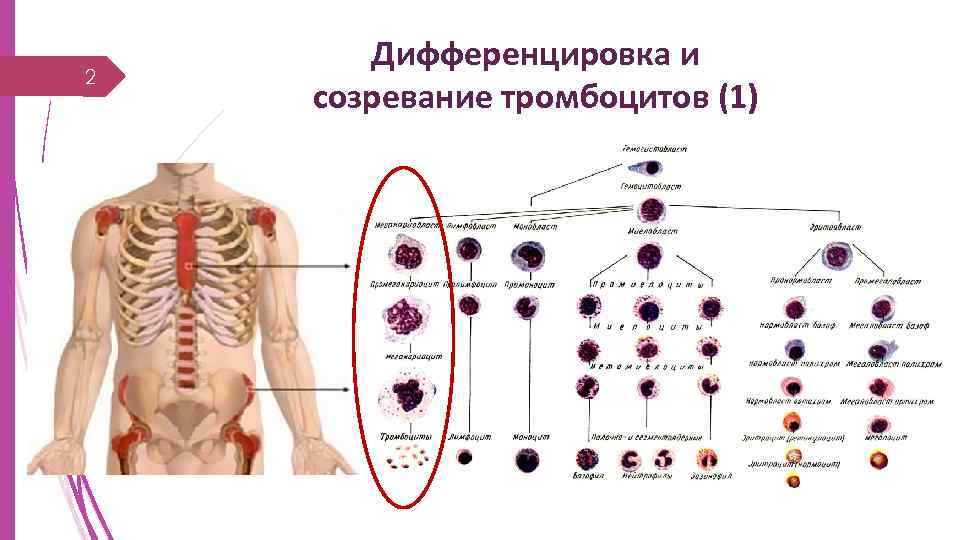 2 Дифференцировка и созревание тромбоцитов (1) 