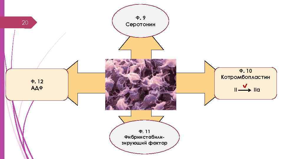 Ф. 9 Серотонин 20 Ф. 10 Котромбопластин Ф. 12 АДФ II Ф. 11 Фибринстабилизирующий