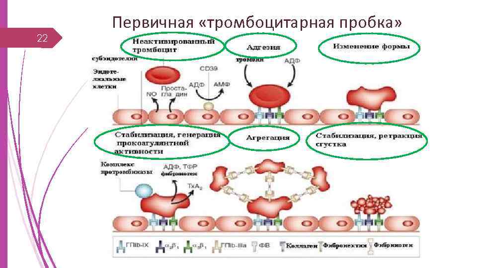 22 Первичная «тромбоцитарная пробка» 