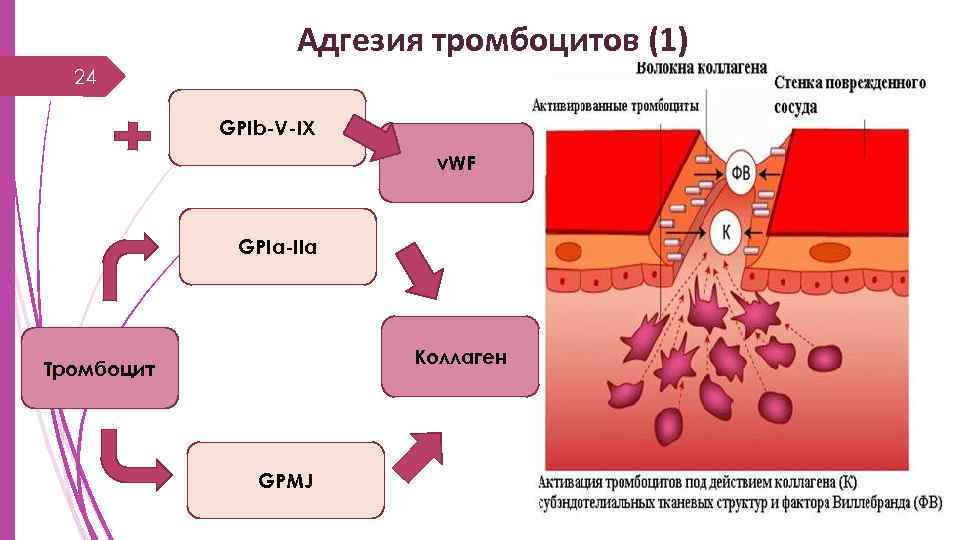 Адгезия тромбоцитов (1) 24 GPIb-V-IX v. WF GPIa-IIa Коллаген Тромбоцит GPМJ 