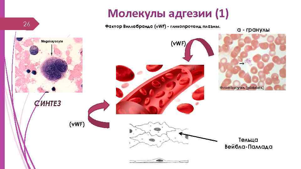 Молекулы адгезии (1) 26 Фактор Виллебранда (v. WF) - гликопротеид плазмы. a - гранулы