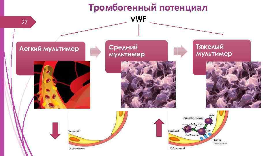 Тромбогенный потенциал 27 Легкий мультимер v. WF Средний мультимер Тяжелый мультимер 
