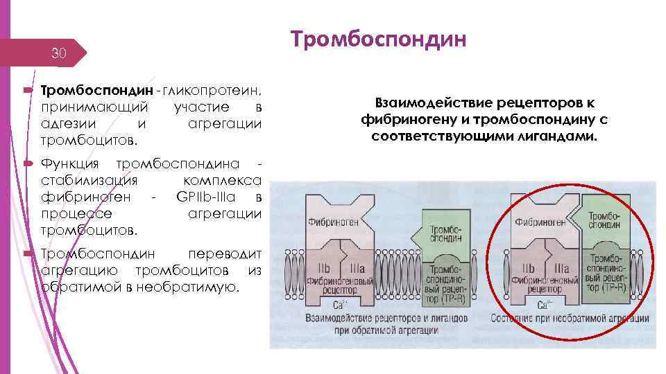 30 Тромбоспондин - гликопротеин, принимающий участие в адгезии и агрегации тромбоцитов. Функция тромбоспондина стабилизация