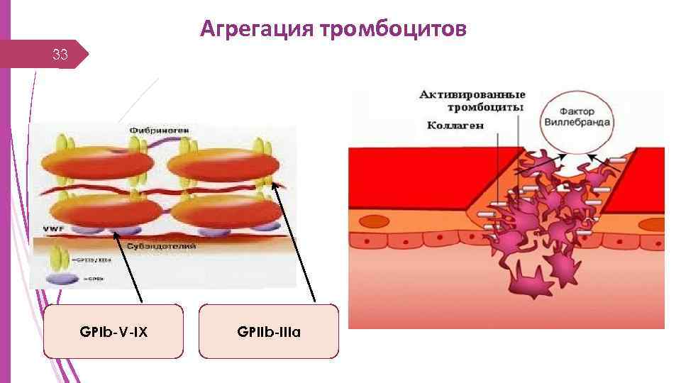 Агрегация тромбоцитов 33 GPIb-V-IX GPIIb-IIIa 